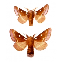 Small Eggar Moth Eriogaster lanestris cocoons Small Eggar Moth Eriogaster lanestris cocoons